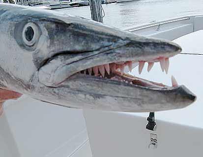 amazing fish - barracuda-teeth-close-up.jpg